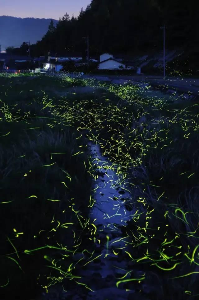 食肉植物森林逃生